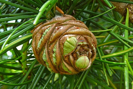 Sciadopitys Verticillata