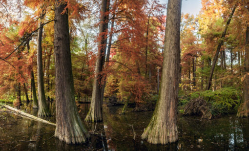Taxodium distichum