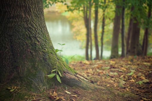 In Italia esistono alberi che si adattano ai cambiamenti climatici