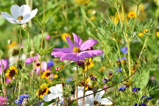 Zecche in giardino: come prevenire ed eliminare il problema