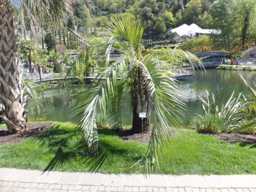 Butia capitata
