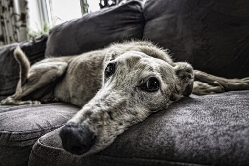 Odore di cane in casa, ecco come eliminarlo