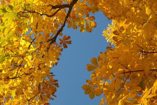 Quali sono gli alberi sicuri per i cani?