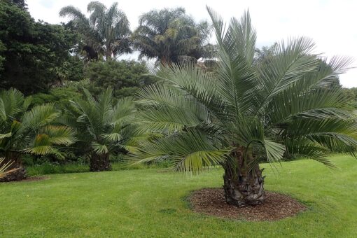 Jubaea Chilensis