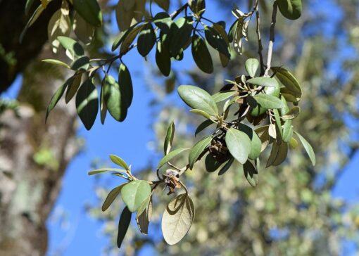 Lagunaria Patersonii