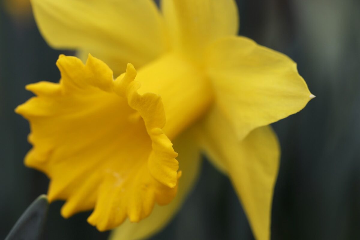 Narcisi autunnali: perfetti per il tuo balcone per regalarti dolci sensazioni