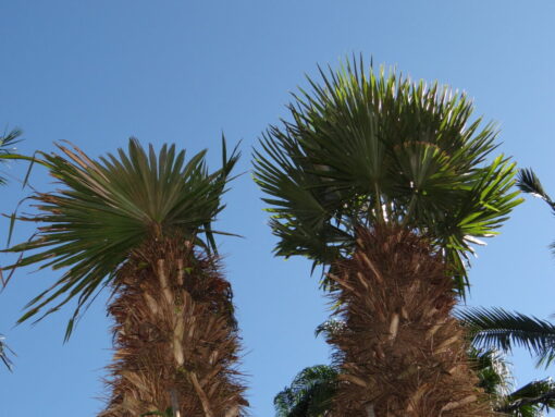 Trithrinax Acanthocoma