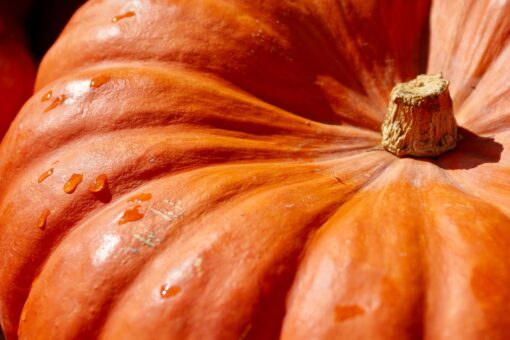 Come coltivare la zucca di Halloween in giardino e in vaso