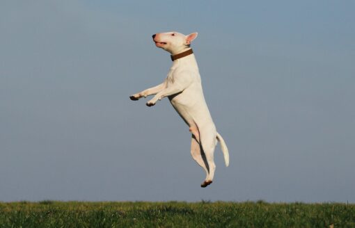 Quali sono i cani più facili da addestrare?