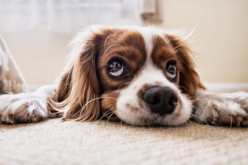 Perchè i cani ci guardano negli occhi?