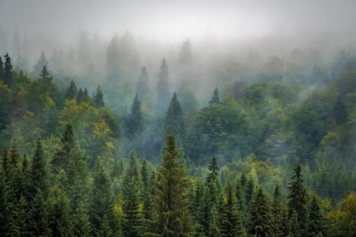 Le piante si spostano verso ovest: il cambiamento climatico non è responsabile!