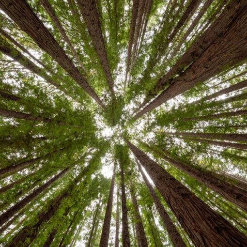 Più foreste contro la crisi climatica: lo studio di Nature