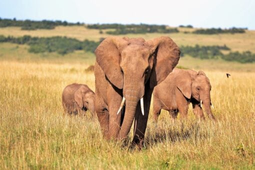 Siccità: in Zimbabwe sono morti più di 100 elefanti