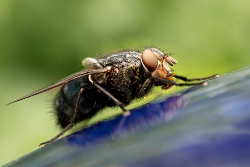 Allarme in Texas: torna la mosca “divoratrice di uomini”