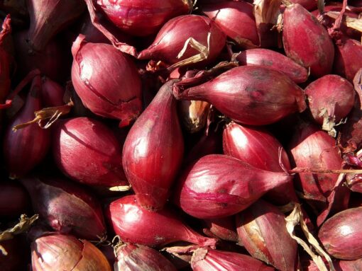 Scalogno – Allium ascalonicum l’alternativa delicata alla cipolla