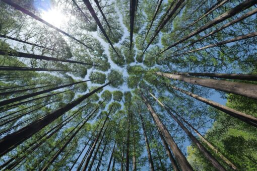 Crisi climatica e morte degli alberi: il nuovo studio