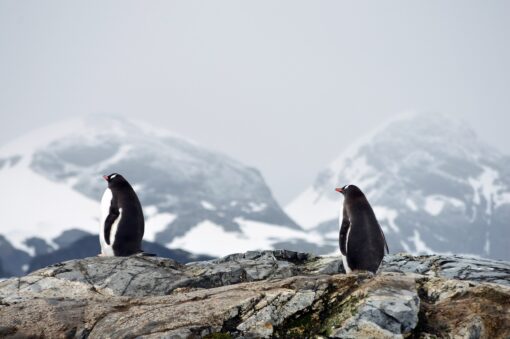 Turismo record in Antartide: cresce la preoccupazione degli ambientalisti