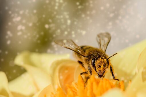 Biodiversità: il fotovoltaico sui terreni agricoli è in grado di salvaguardare gli insetti