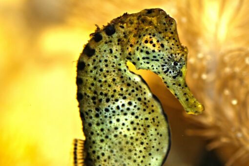 Pesca selvaggia: a rischio la sopravvivenza dei cavallucci marini in Italia