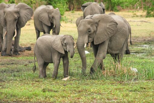 Estinzione elefanti: l’Africa lancia un grido d’aiuto