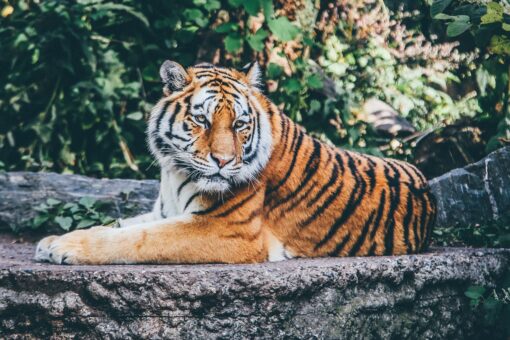 Sfide ambientali: ecco i successi del WWF durante il 2023