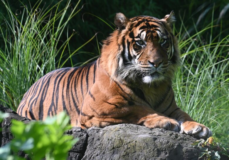 Tigre, Del