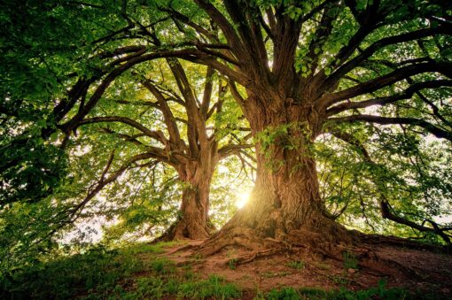 1 albero su 3 rischia l’estinzione