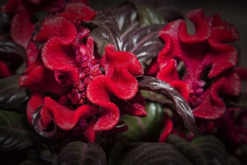 La celosia: come si coltiva, consigli e curiosità