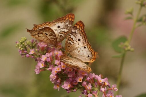 Legge sul ripristino della natura: è arrivata l’approvazione dell’Europarlamento