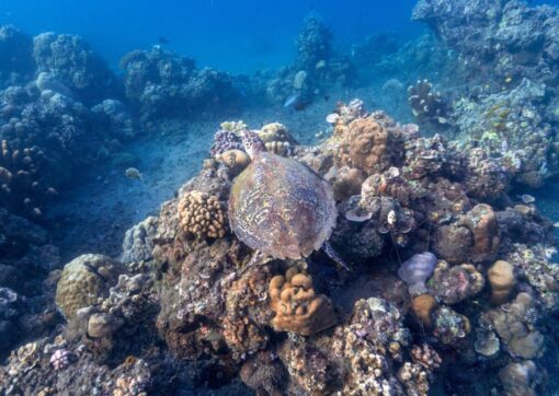 Le spugne marine che spiegano il riscaldamento globale: una scoperta rivoluzionaria
