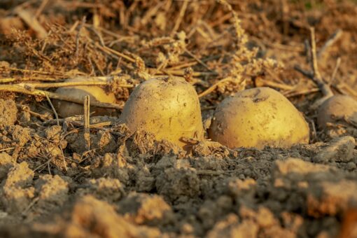 Waru Waru, la tecnica degli agricoltori sudamericani contro la crisi climatica