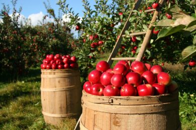 Quando il sole tramonta inizia il lavoro: la sorprendente risposta degli agricoltori al caldo