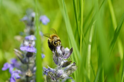 Milano, il Comune ha deciso di aderire allo “sfalcio ridotto”