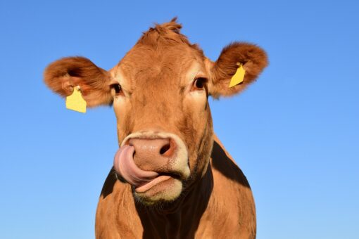 Hilda, la mucca scozzese che non inquina!