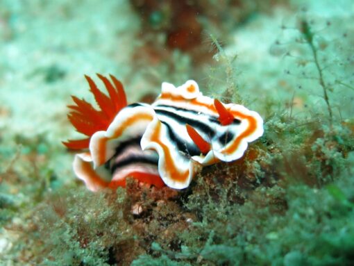Specie marine invasive: entro il 2050 cambieranno l’ecosistema del Mediterraneo