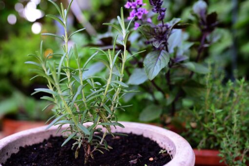 Il tuo rosmarino si sta spegnendo? Come rianimarlo con la dose giusta d’acqua e senza farlo annegare