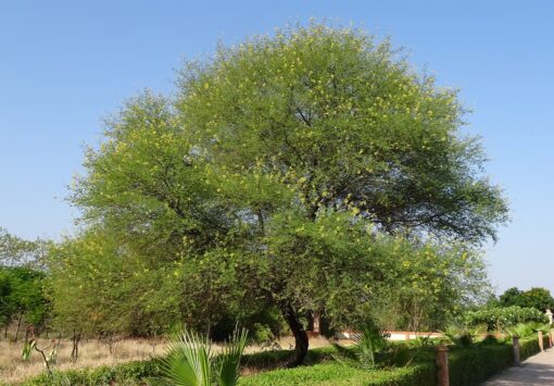Acacia farnesiana