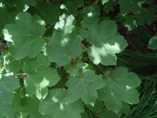 Acer opalus