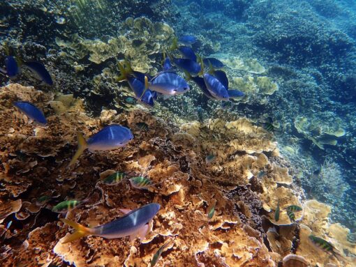 Aree marine protette fantasma: quando le regole non sono rispettare