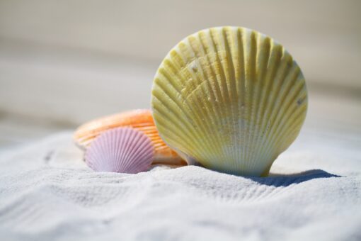 Multe per chi raccoglie conchiglie: ecco quanto si paga