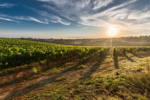 Crisi del clima: i cambi di temperatura rischiano di far sparire alcune tipologie di vino