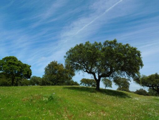 Green New Deal: cosa prevede il progetto UE a favore dell’ambiente