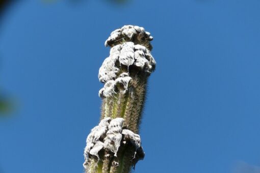 Florida, prima specie estinta a causa del cambiamento climatico