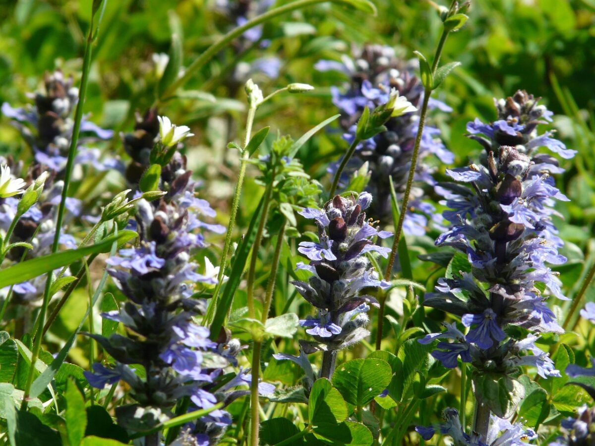 Ajuga, Reptans