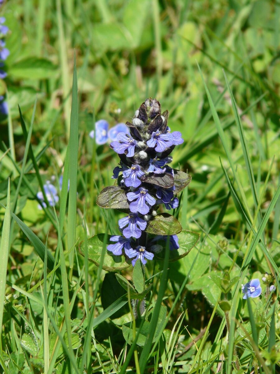 Ajuga, Reptans