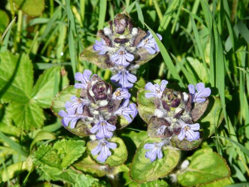 Bugola – Ajuga Reptans – Erba di San Lorenzo