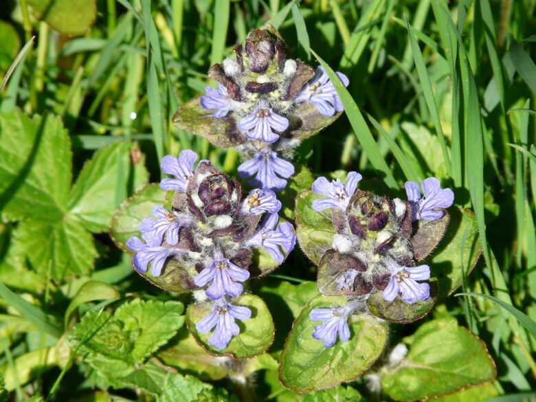 Ajuga, Reptans