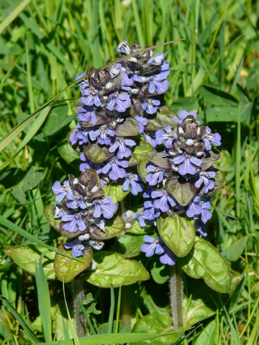 Ajuga, Reptans