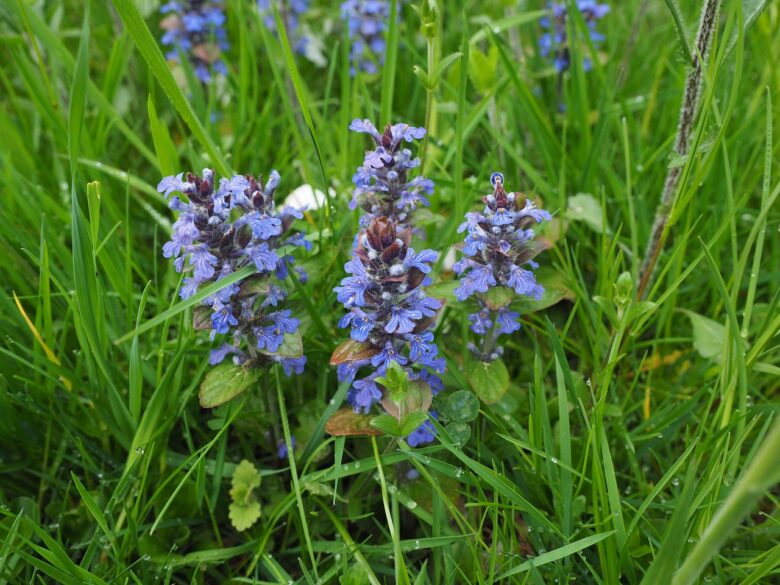 Ajuga, Reptans