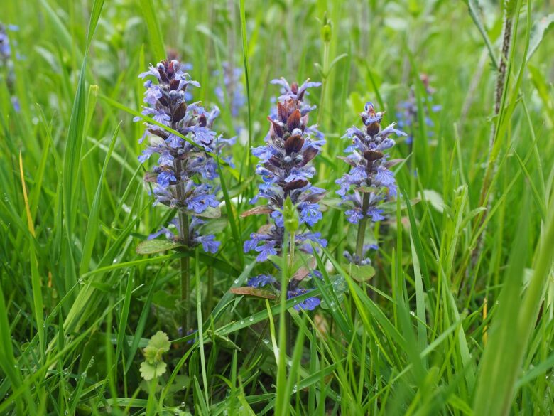 Ajuga, Reptans